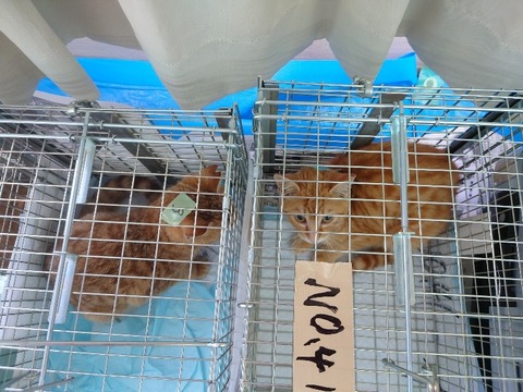 20230405_111238_copy_800x600