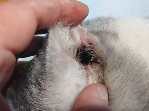 DSC_1300_copy_800x600