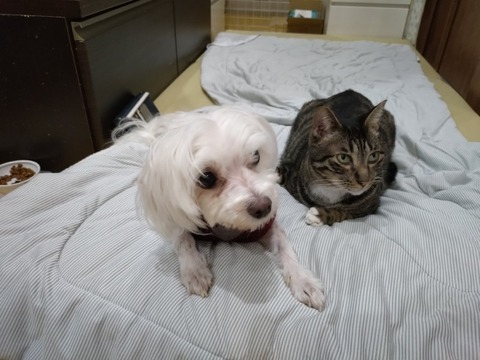 20251128_210809_copy_800x600