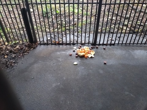 20251106_072744_copy_800x600