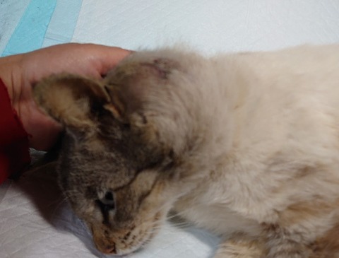 DSC_4238_copy_800x609