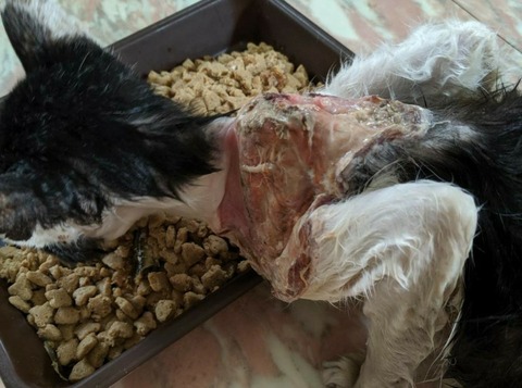 PhotoPictureResizer_200116_181812229_crop_1094x813-800x595