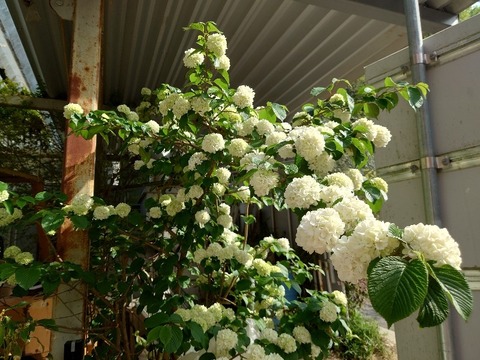 20230420_085555_copy_800x600