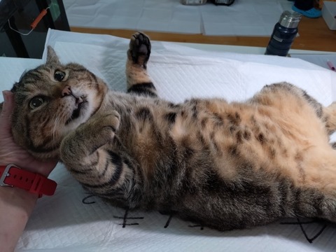 20251007_085331_copy_800x600