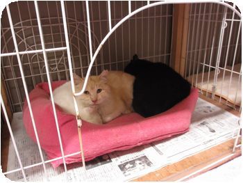 IMG_0429