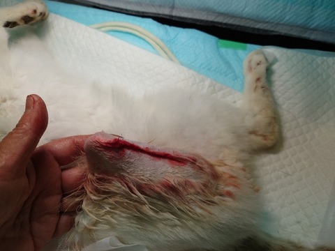 20230403_121232_copy_800x600