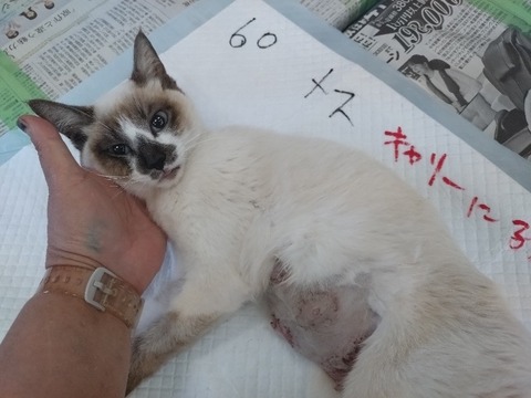 20240521_131216_copy_800x600