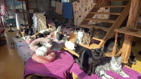 1767666460201_copy_853x480