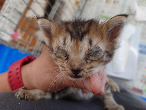 20220728_092519_copy_800x600