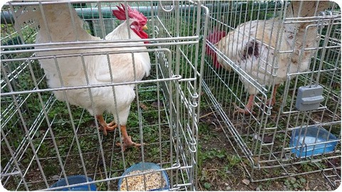 DSCPDC_0001_BURST20181125082