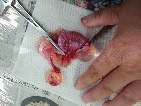 DSC_0591_copy_800x600