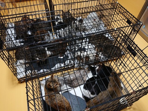 DSC_6338_copy_800x600