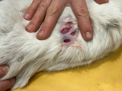 1764989716342_copy_738x554