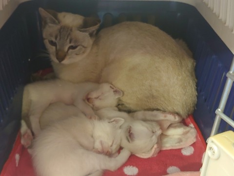 DSC_0602_copy_800x600