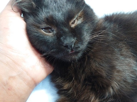 DSC_0354_copy_800x600