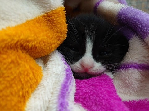 DSC_1765_copy_800x600