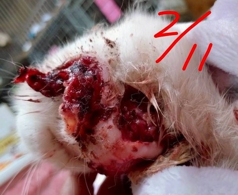 1773649802487_copy_800x659