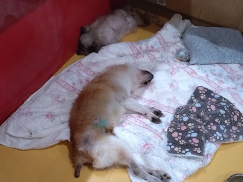 20251019_183825_copy_800x600