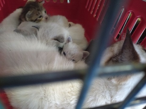 20240521_121723_copy_800x600