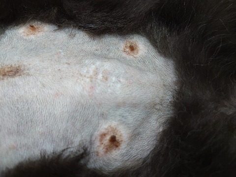 DSC_0586_copy_800x600