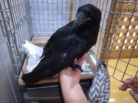 20250621_114823_copy_800x600