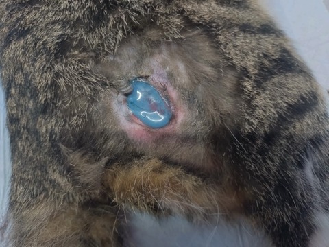 20260120_173209_copy_800x600