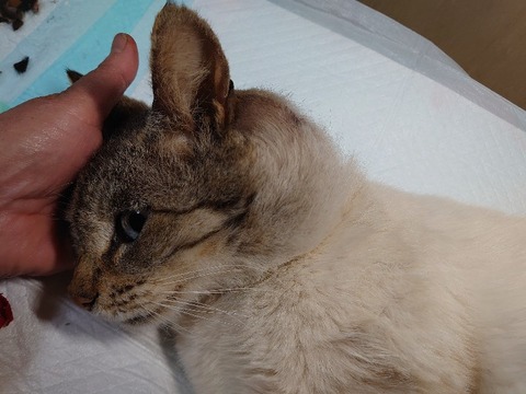 DSC_4239_copy_800x600