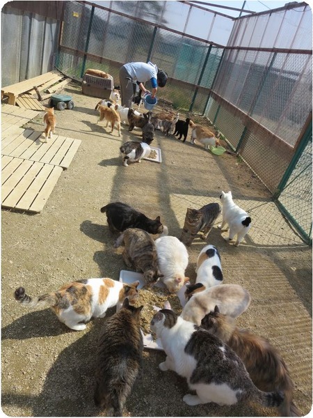 犬猫みなしご救援隊・栃木拠点