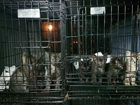 DSC_7079_copy_800x600