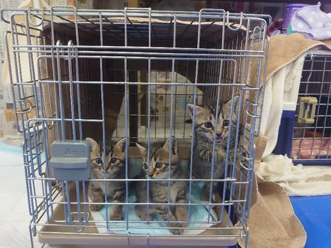 DSC_0601_copy_800x600