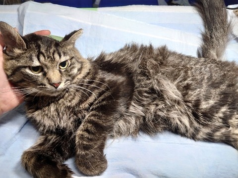 DSC_0356_copy_800x600