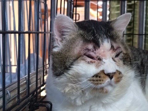 20260212_090528_copy_800x600