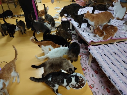 DSC_2695_copy_800x600