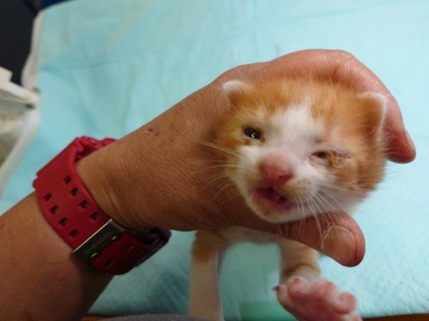 20220725_171541_copy_800x600