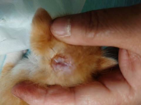 20220725_171645_copy_800x600