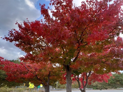 DSC_1051_copy_800x600