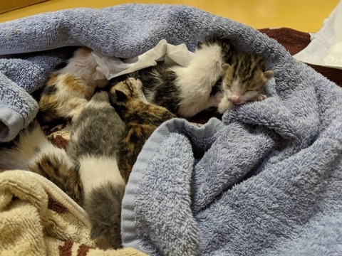 1616406160020_copy_800x600