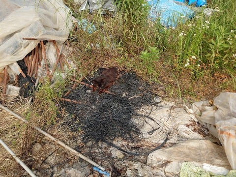 DSC_5991_copy_800x600