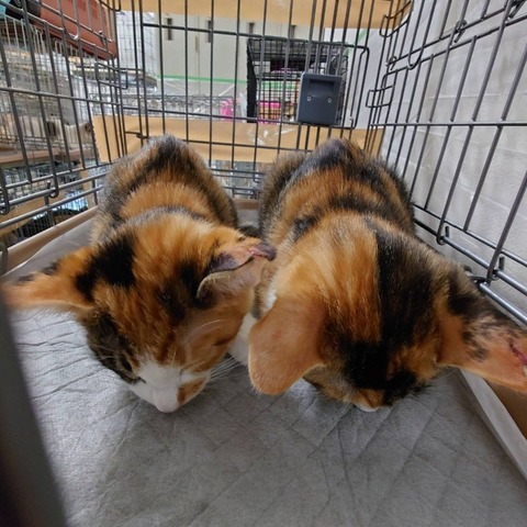 1634553597793_copy_800x800