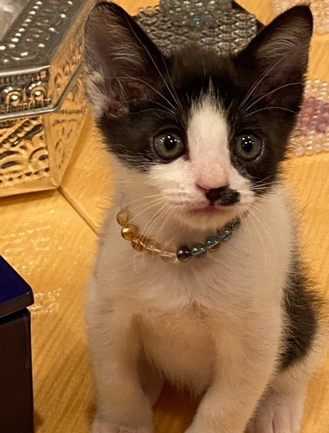 1613738801277_copy_600x789