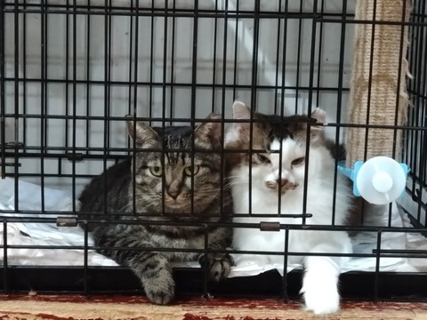 20250731_205843_copy_816x612