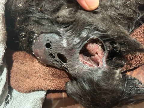 1763889418670_copy_738x554