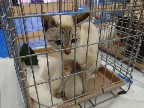 DSC_0592_copy_800x600