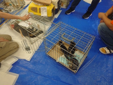 DSC_0603_copy_800x600