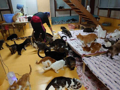 DSC_2696_copy_800x600