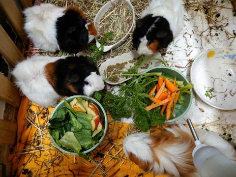 20230301_082447~3_copy_800x600