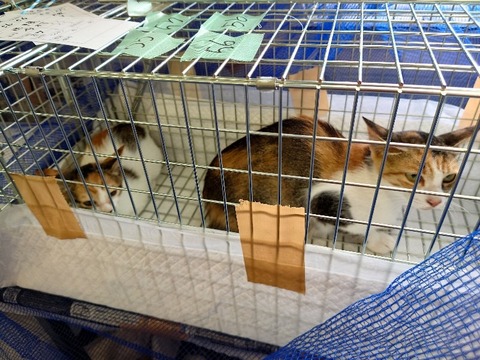 20220725_141911_copy_800x600