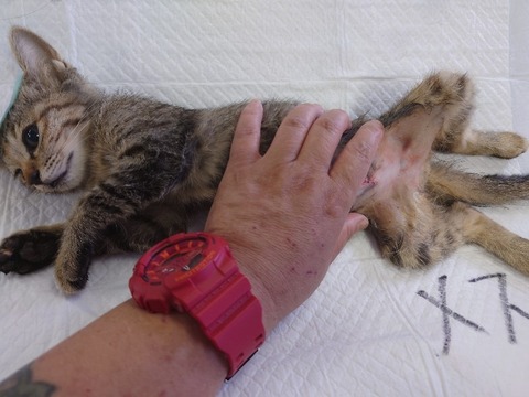 20220725_093150_copy_800x600_1