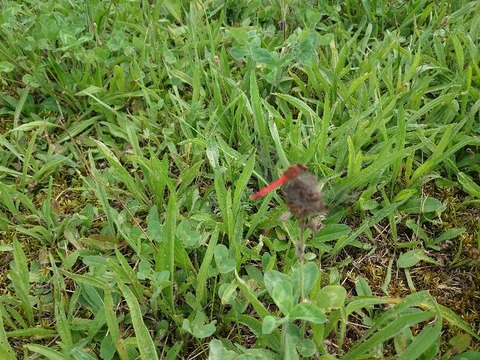 DSC_0277_copy_800x600_1