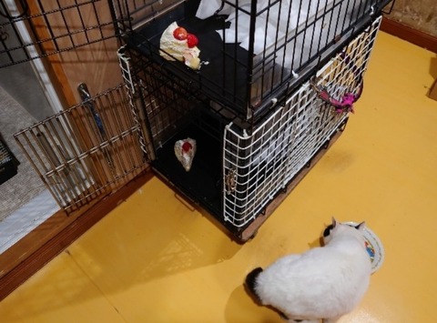 20230403_202622_copy_800x592